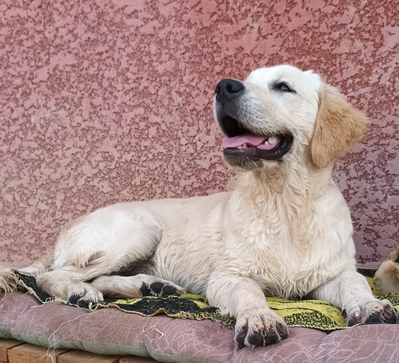 Vite Eclaire moi Luciole des Puppy's Golden Love Titre Initial